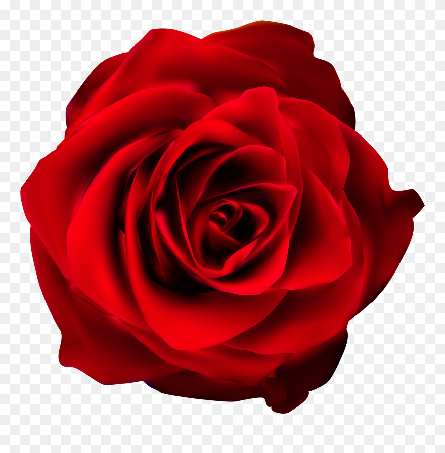 Detail Rose Clear Background Nomer 8