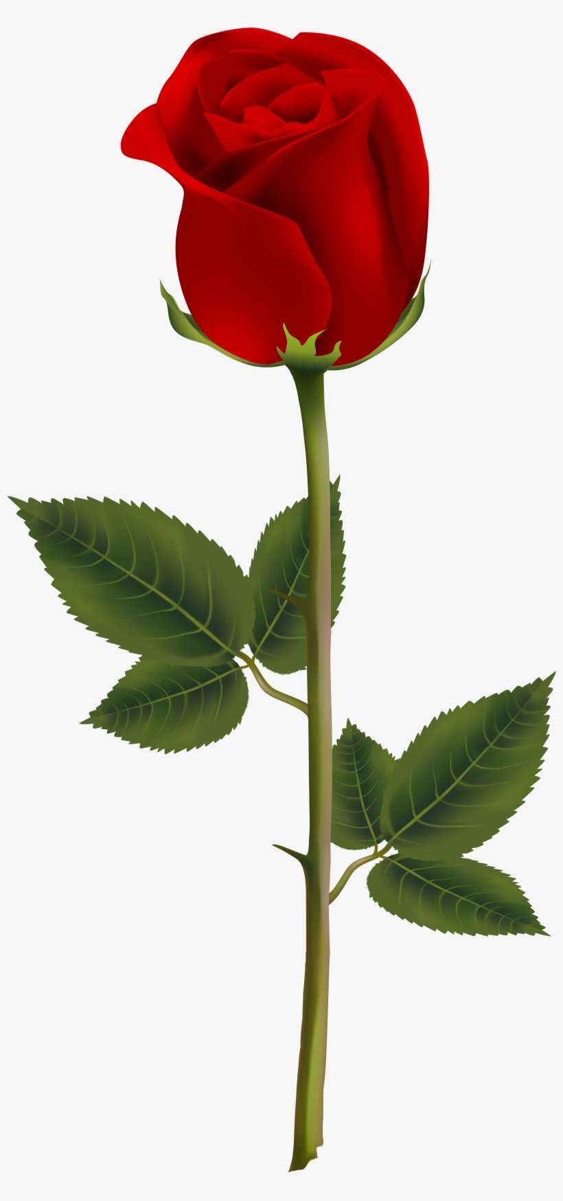 Detail Rose Clear Background Nomer 13