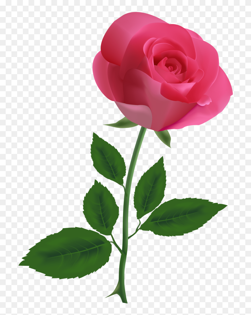 Detail Rose Clear Background Nomer 14