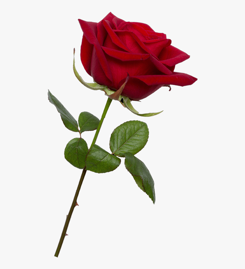 Detail Rose Clear Background Nomer 16