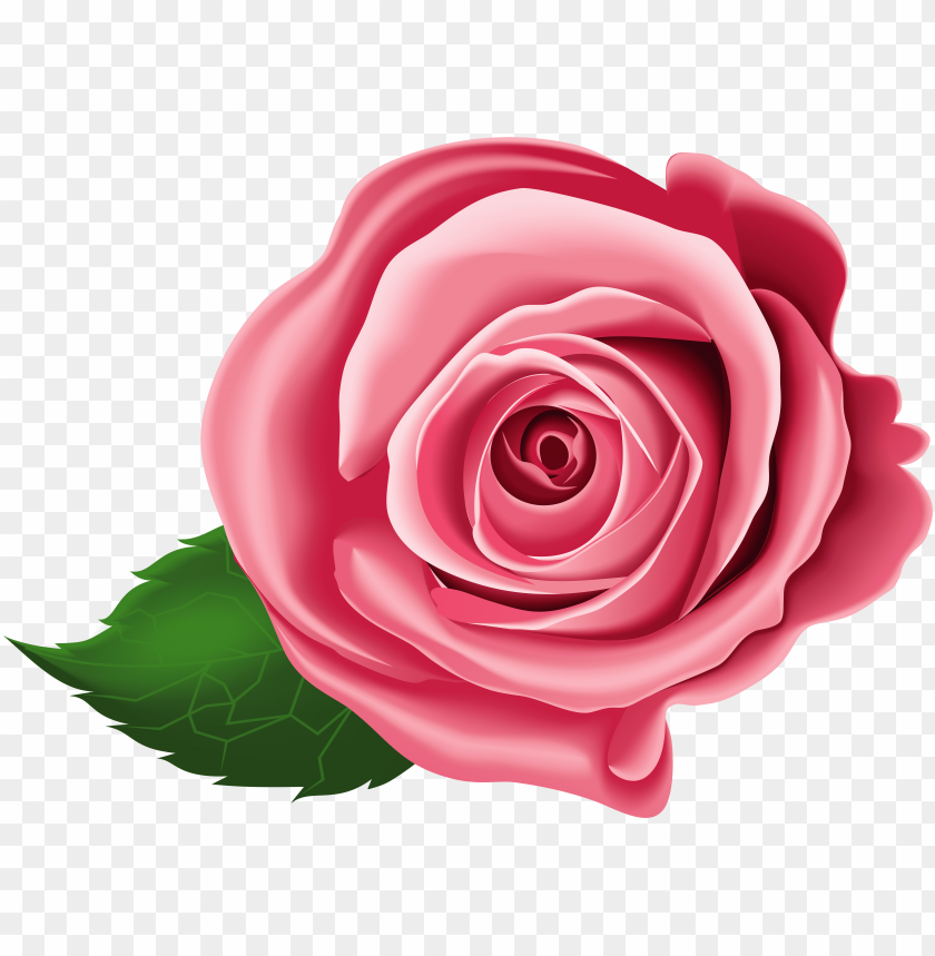 Detail Rose Clear Background Nomer 17