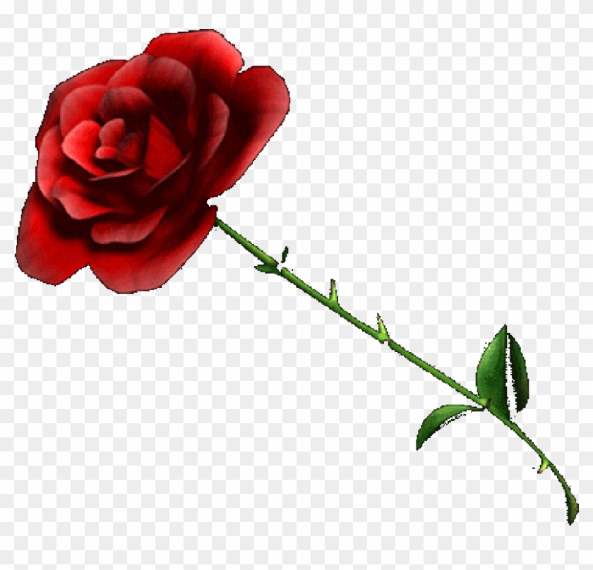 Detail Rose Clear Background Nomer 18