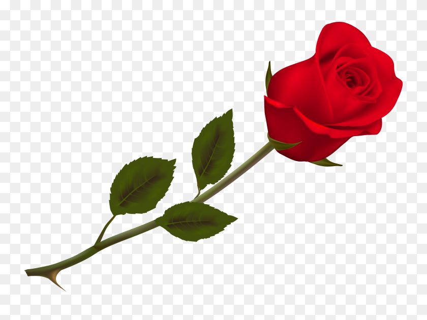 Detail Rose Clear Background Nomer 19