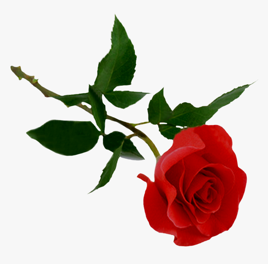 Detail Rose Clear Background Nomer 20