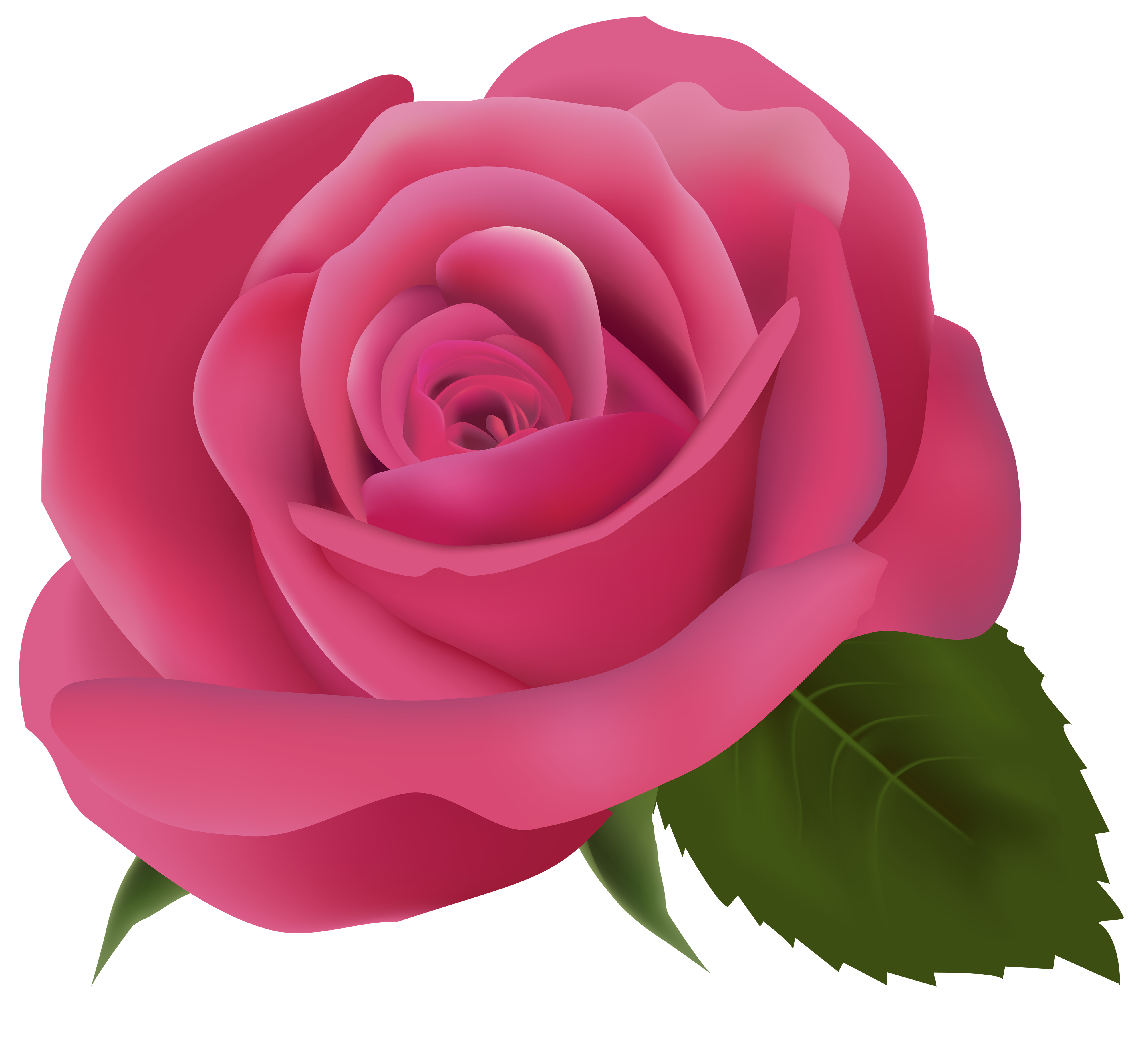 Detail Rose Clear Background Nomer 23