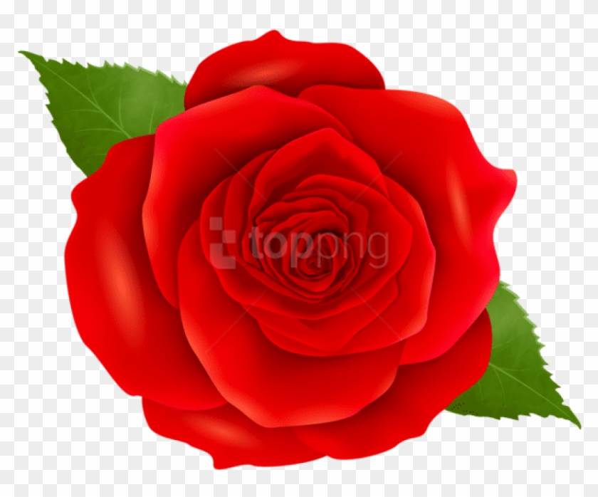 Detail Rose Clear Background Nomer 25
