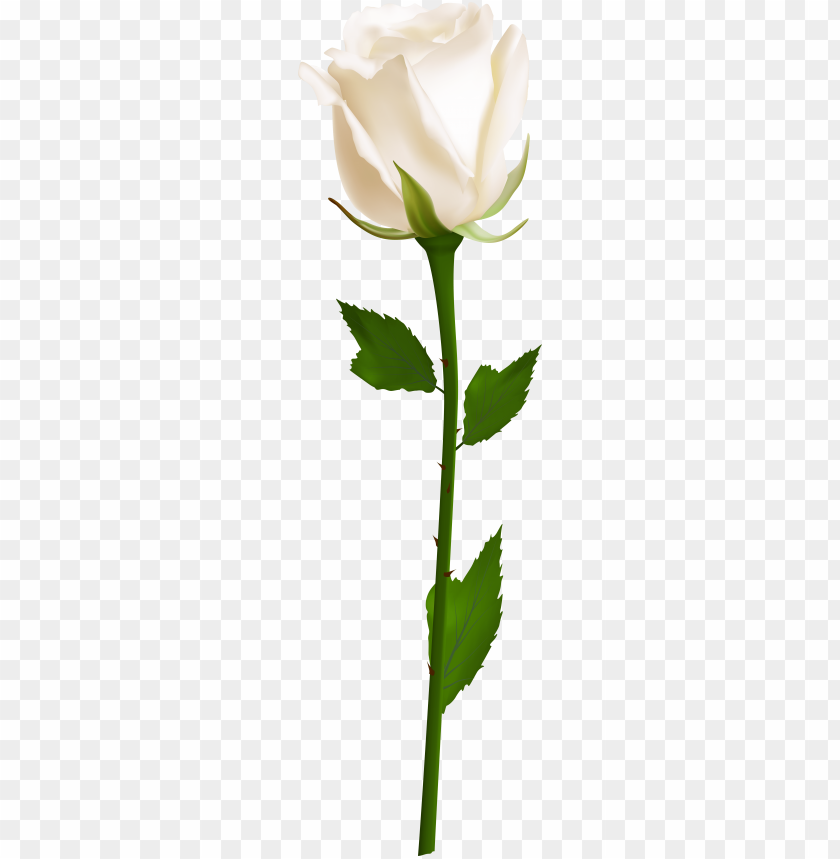 Detail Rose Clear Background Nomer 26