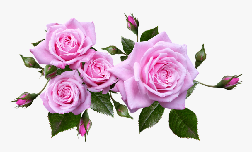 Detail Rose Clear Background Nomer 27