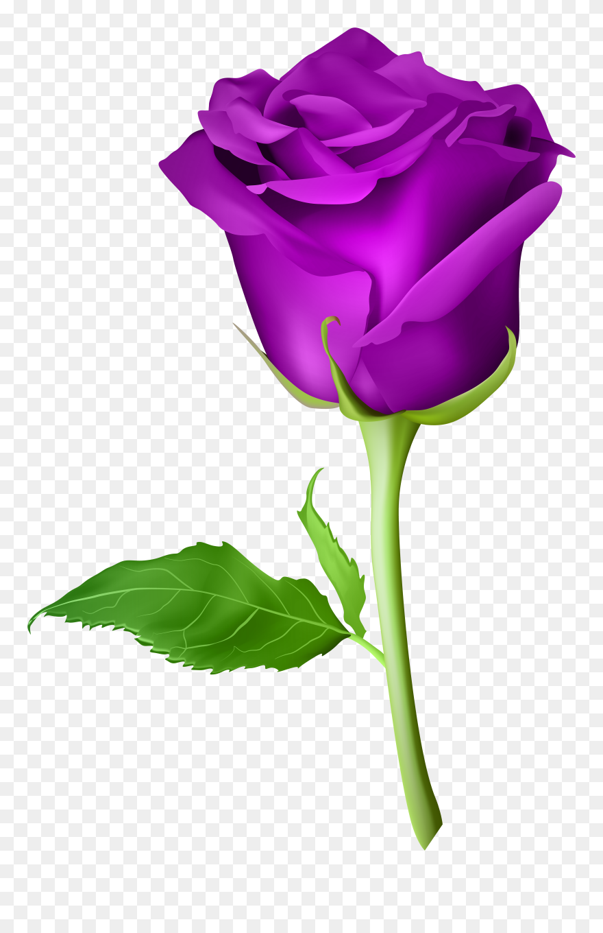 Detail Rose Clear Background Nomer 36