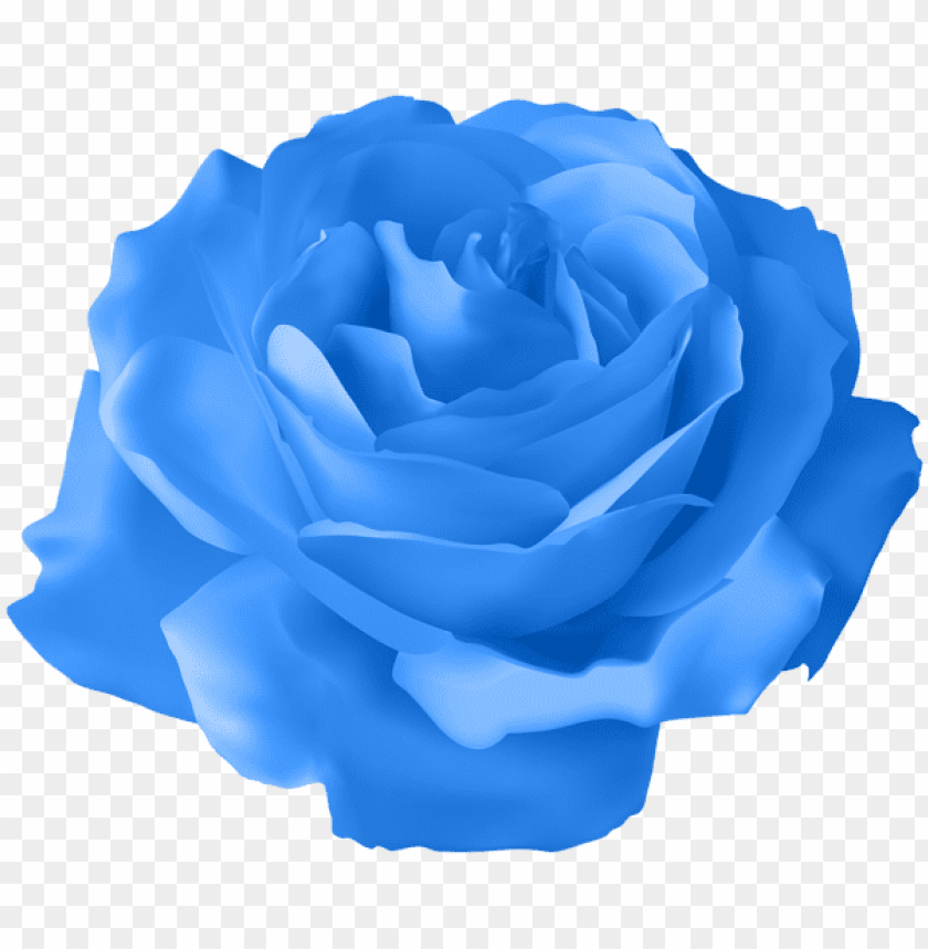 Detail Rose Clear Background Nomer 37