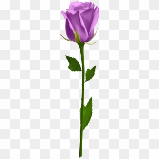 Detail Rose Clear Background Nomer 44