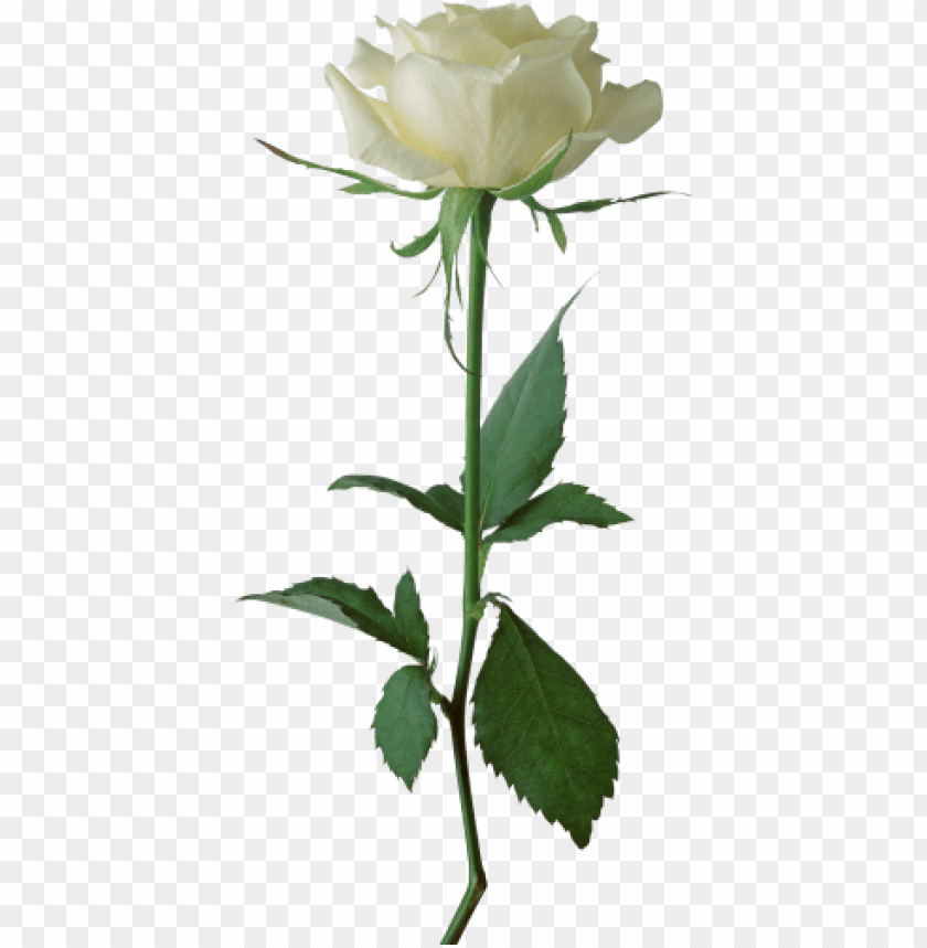 Detail Rose Clear Background Nomer 47