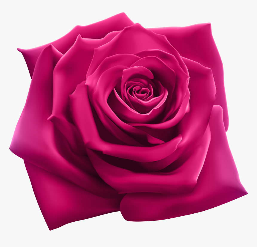 Detail Rose Clear Background Nomer 48