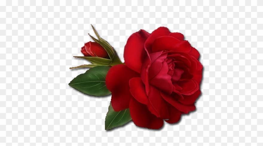 Detail Rose Clear Background Nomer 54