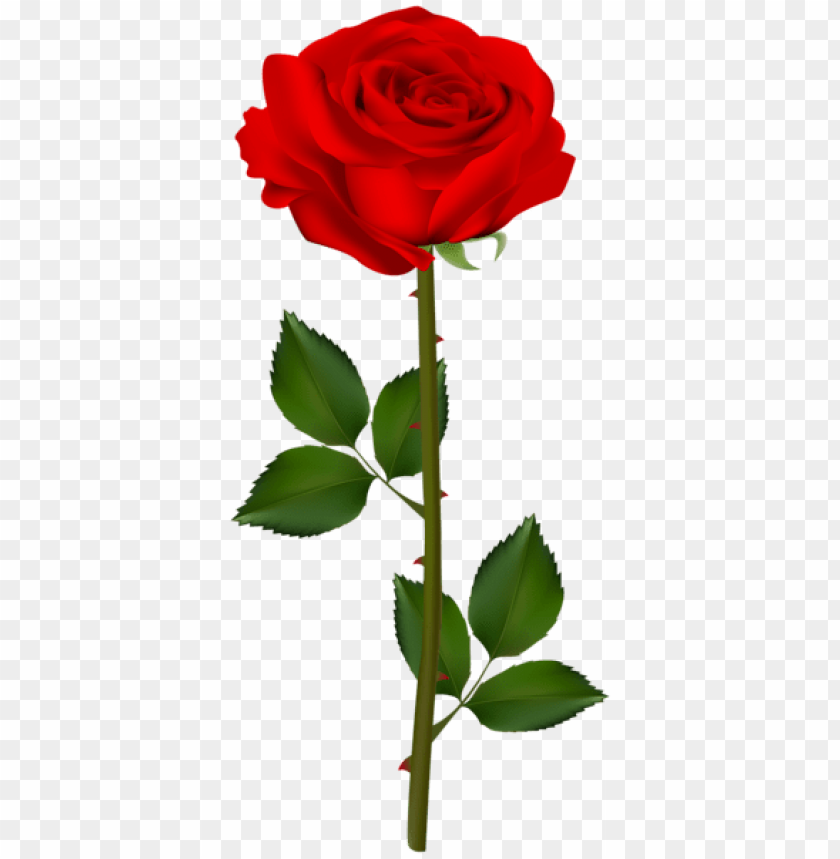 Detail Rose Clear Background Nomer 7