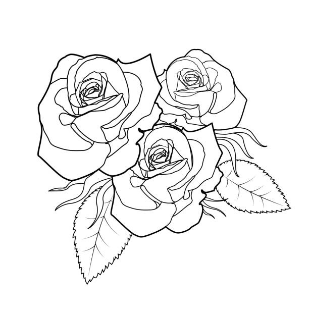 Detail Rose Clipart Black And White Nomer 29