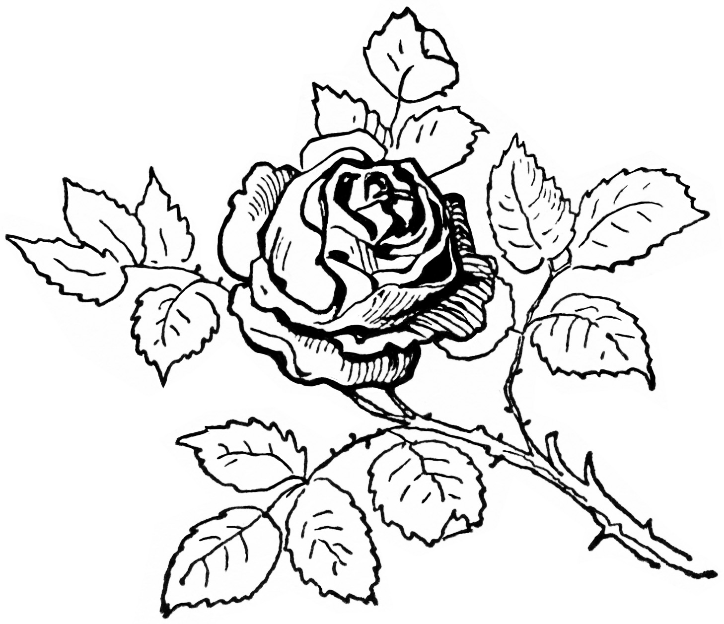 Detail Rose Clipart Black And White Nomer 31