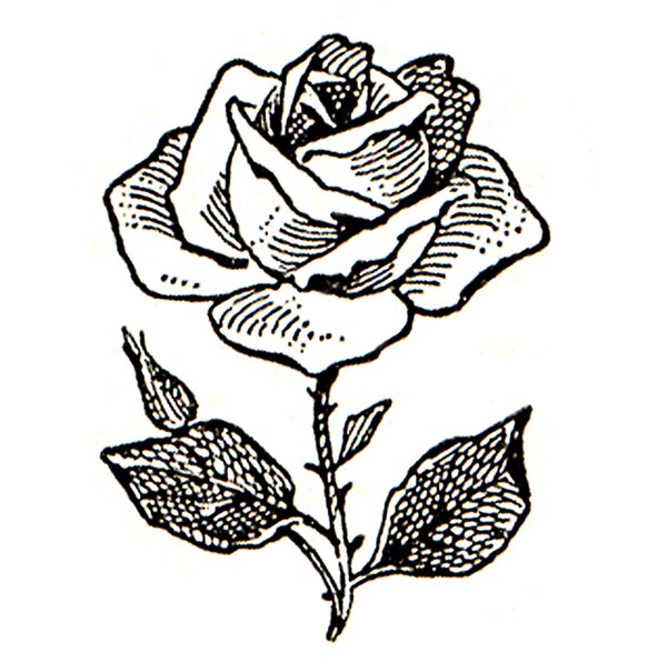 Detail Rose Clipart Black And White Nomer 40