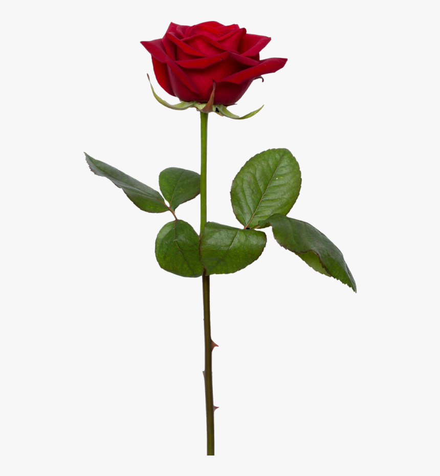 Detail Rose Download Nomer 23