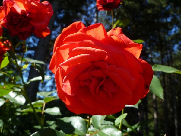 Detail Rose Download Nomer 39