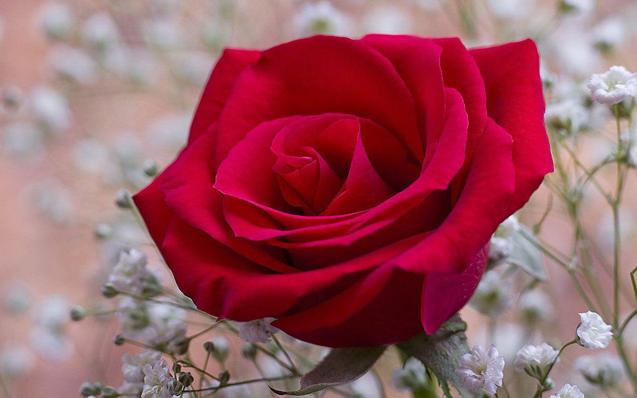 Detail Rose Download Nomer 48