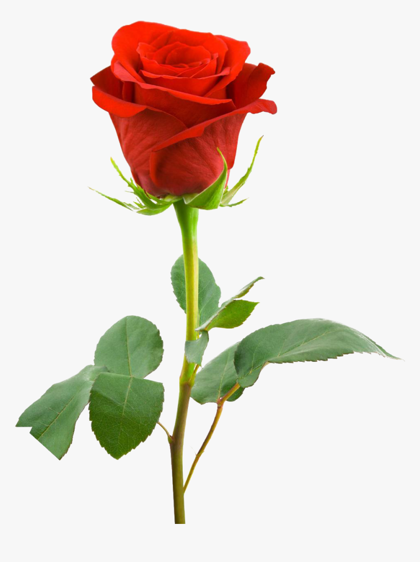 Detail Rose Download Nomer 52