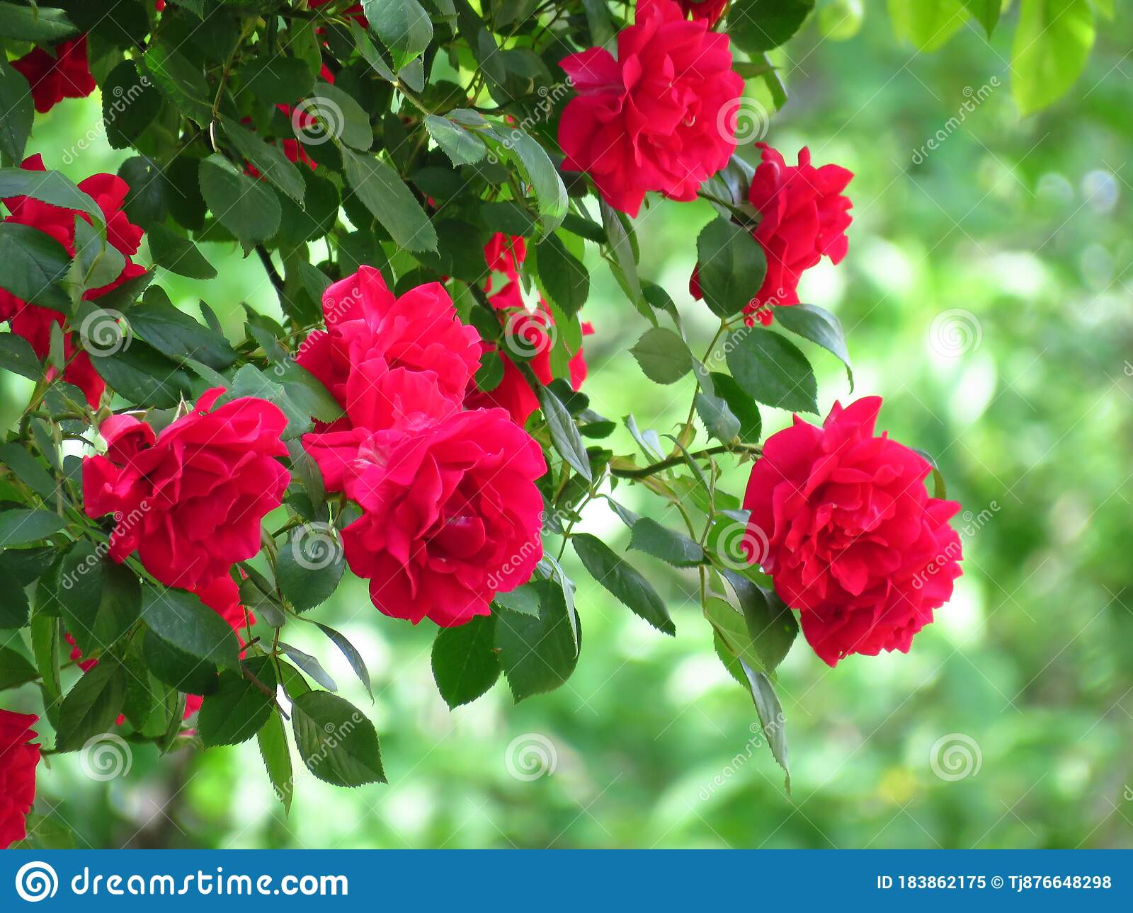 Download Rose Flower Background Nomer 40