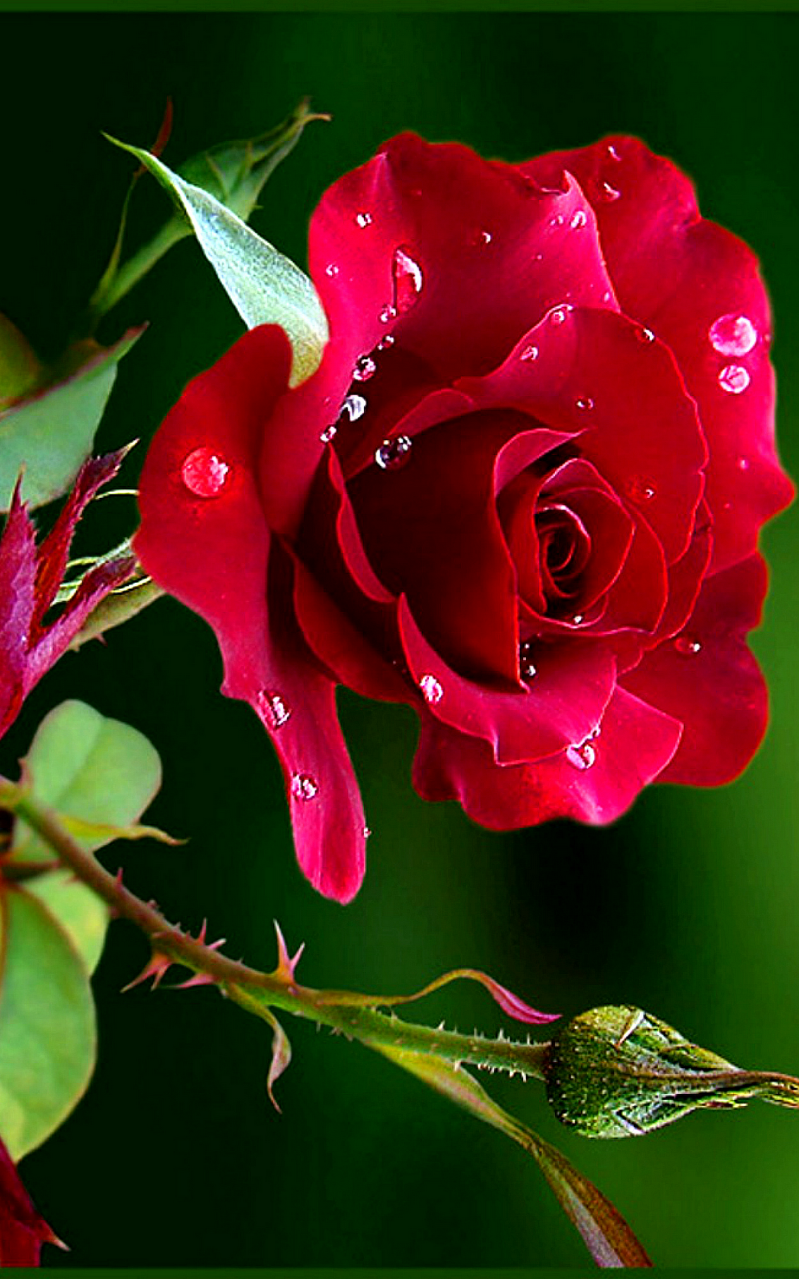 Detail Rose Flower Image Nomer 16