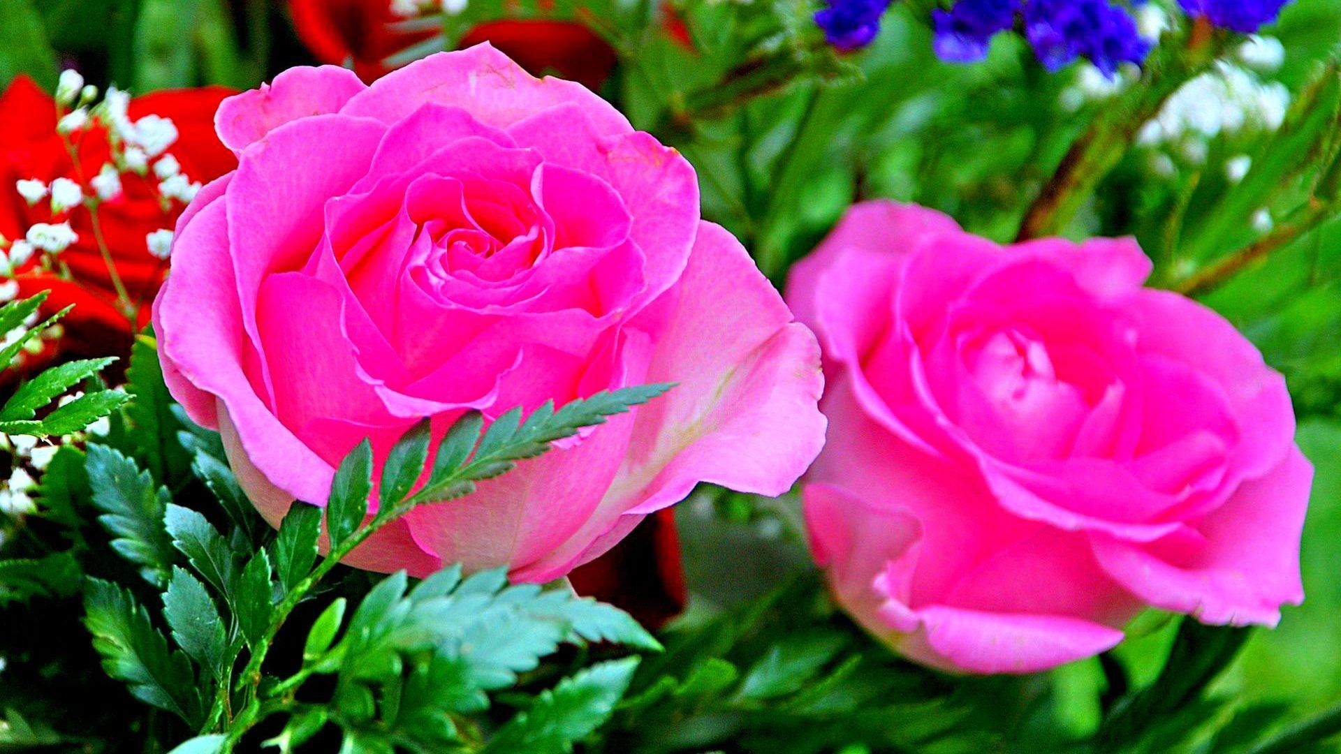 Detail Rose Flower Image Download Nomer 34