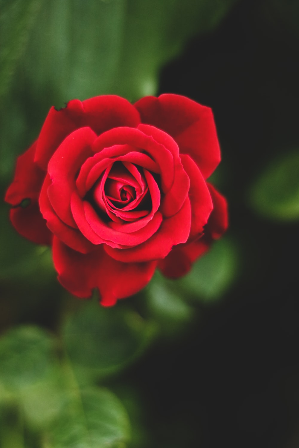 Detail Rose Flower Image Download Nomer 6