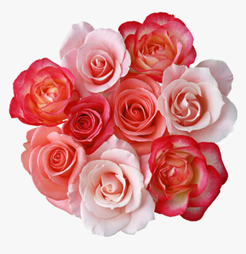 Detail Rose Flower Image Download Nomer 50