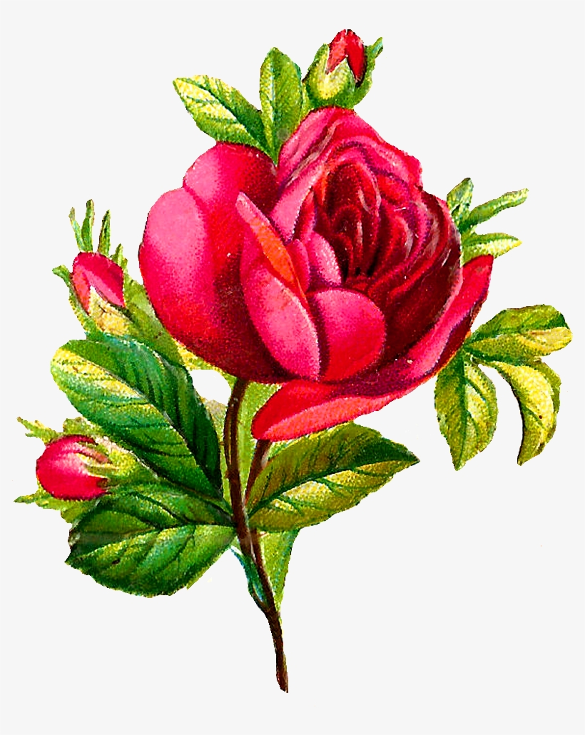 Detail Rose Flower Image Download Nomer 10