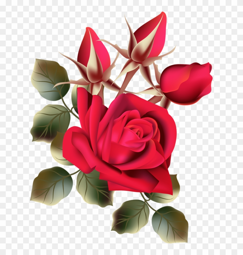 Detail Rose Flower Image Free Download Nomer 10