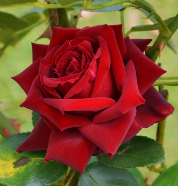 Detail Rose Flower Image Free Download Nomer 12