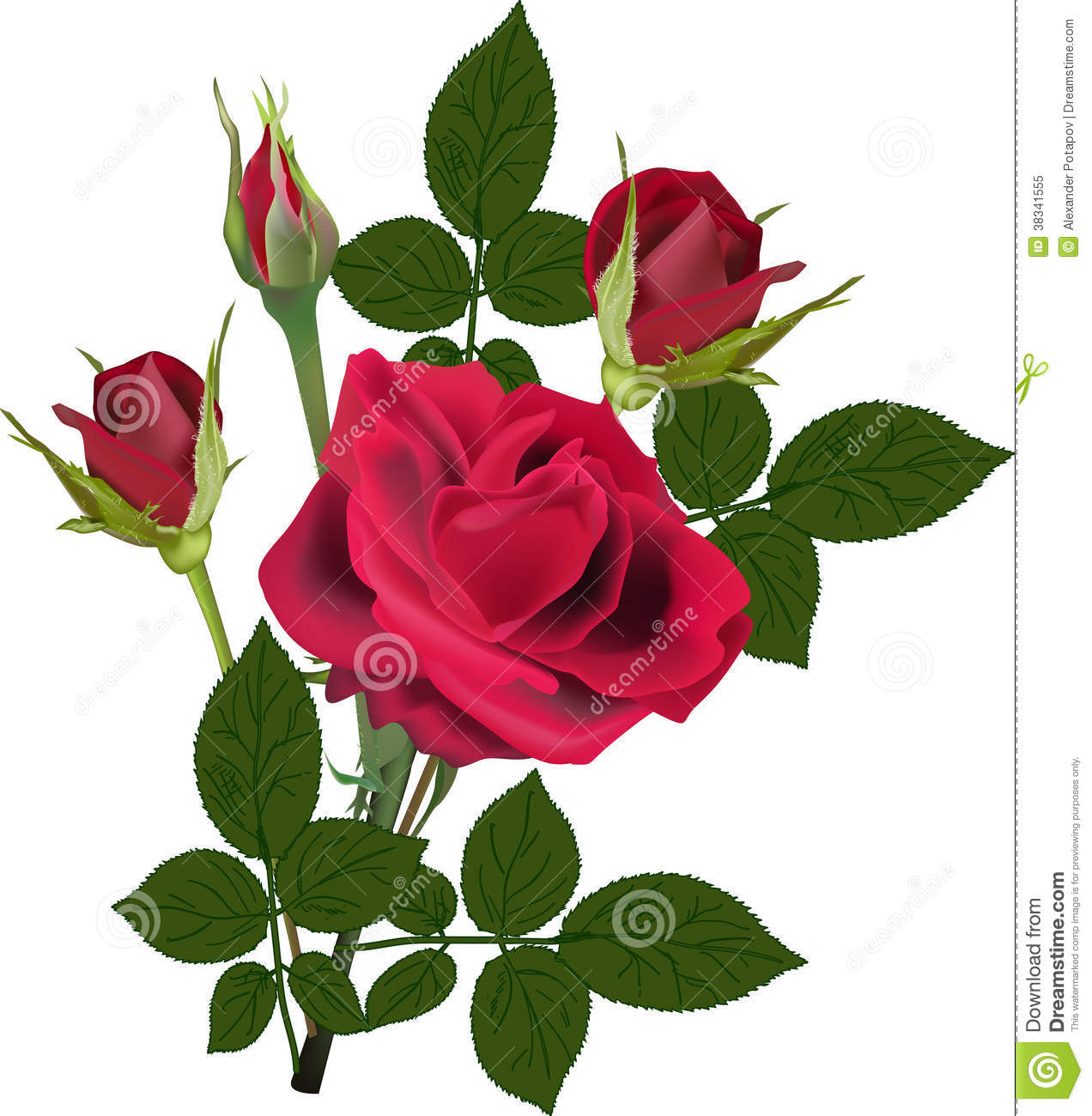 Detail Rose Flower Image Free Download Nomer 22