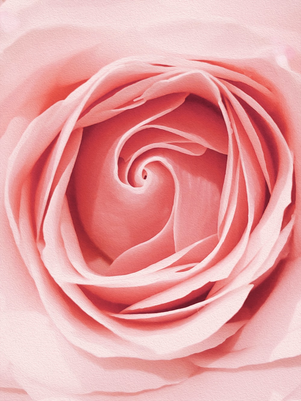 Detail Rose Flower Image Free Download Nomer 46