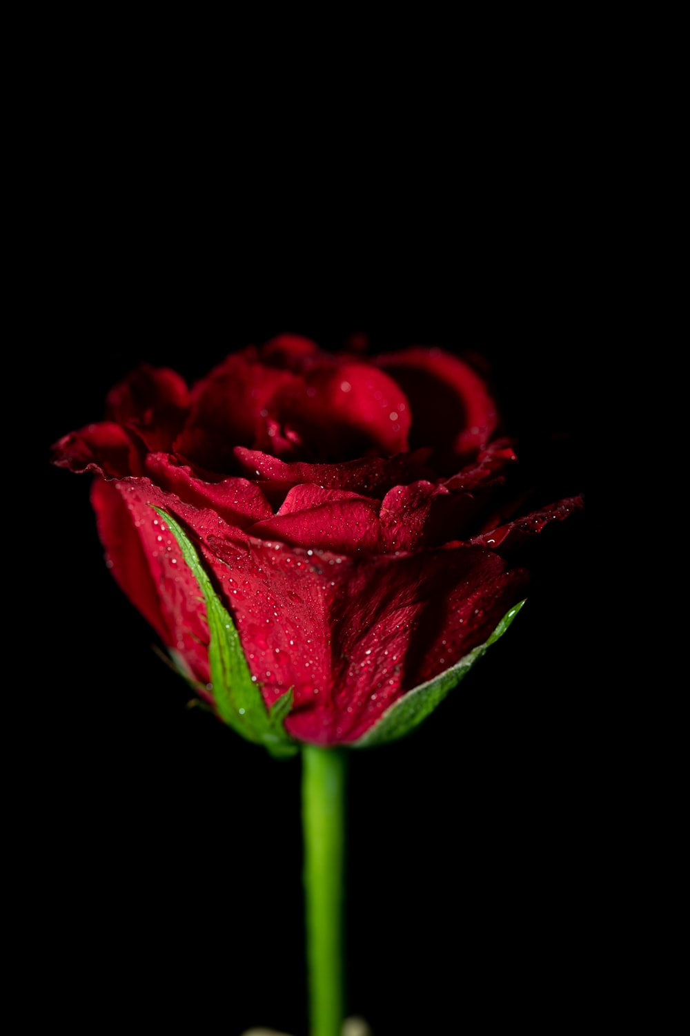 Detail Rose Flower Image Hd Nomer 20