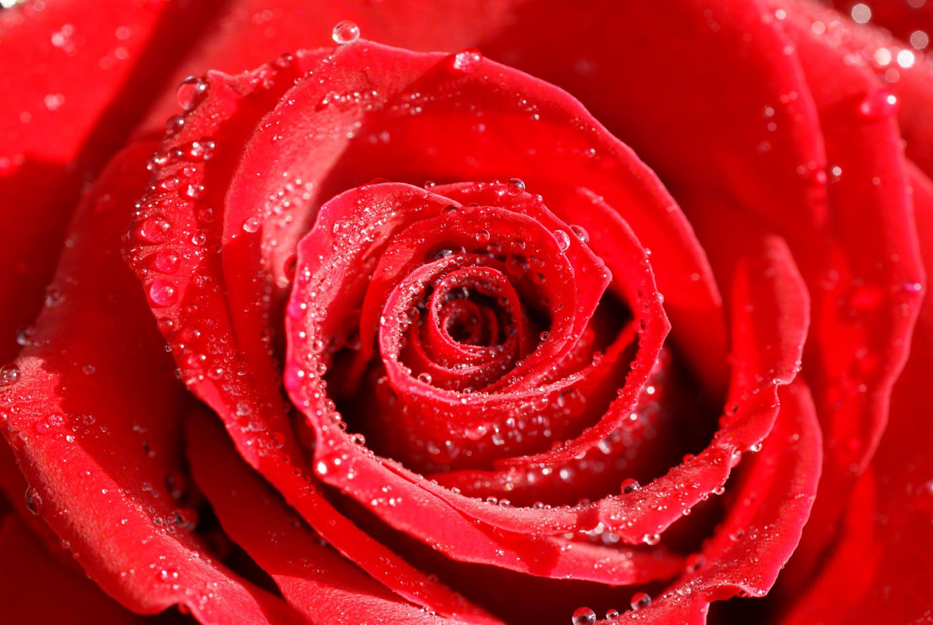 Detail Rose Flower Image Hd Nomer 27