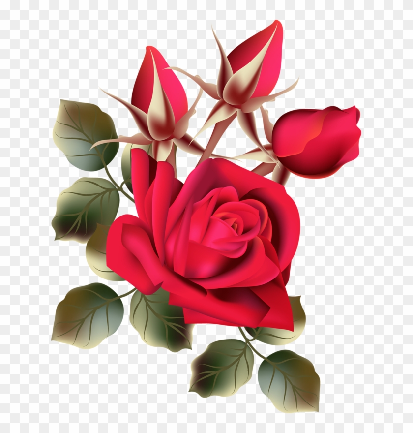 Detail Rose Flower Images Free Download Nomer 17