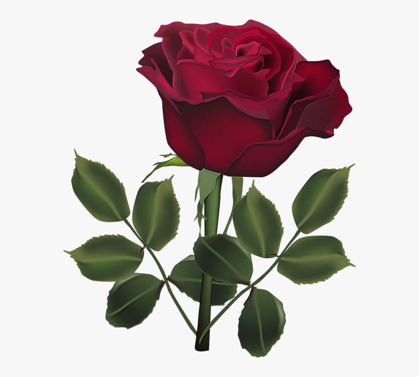 Detail Rose Flower Images Free Download Nomer 24