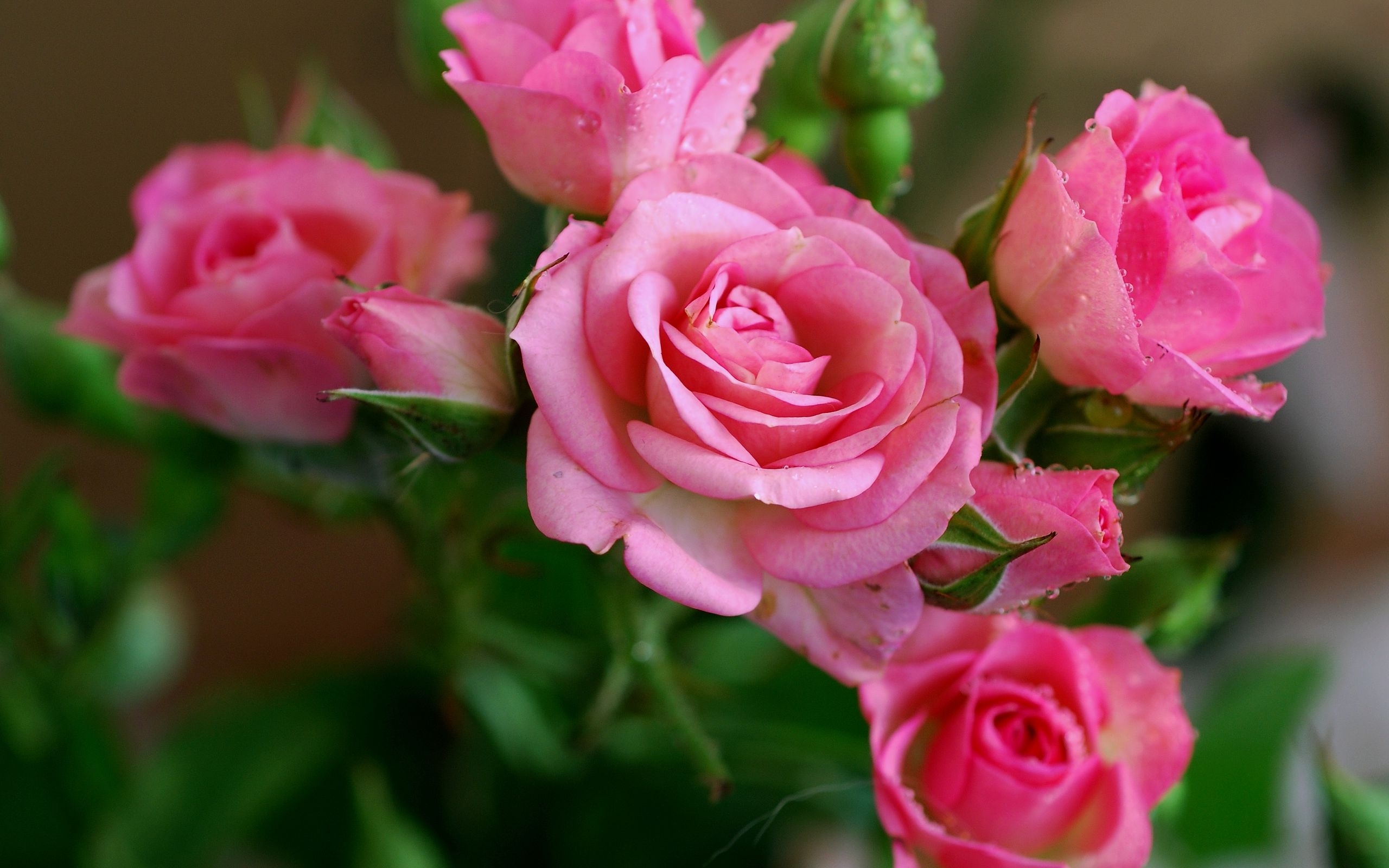 Detail Rose Flower Images Free Download Nomer 46