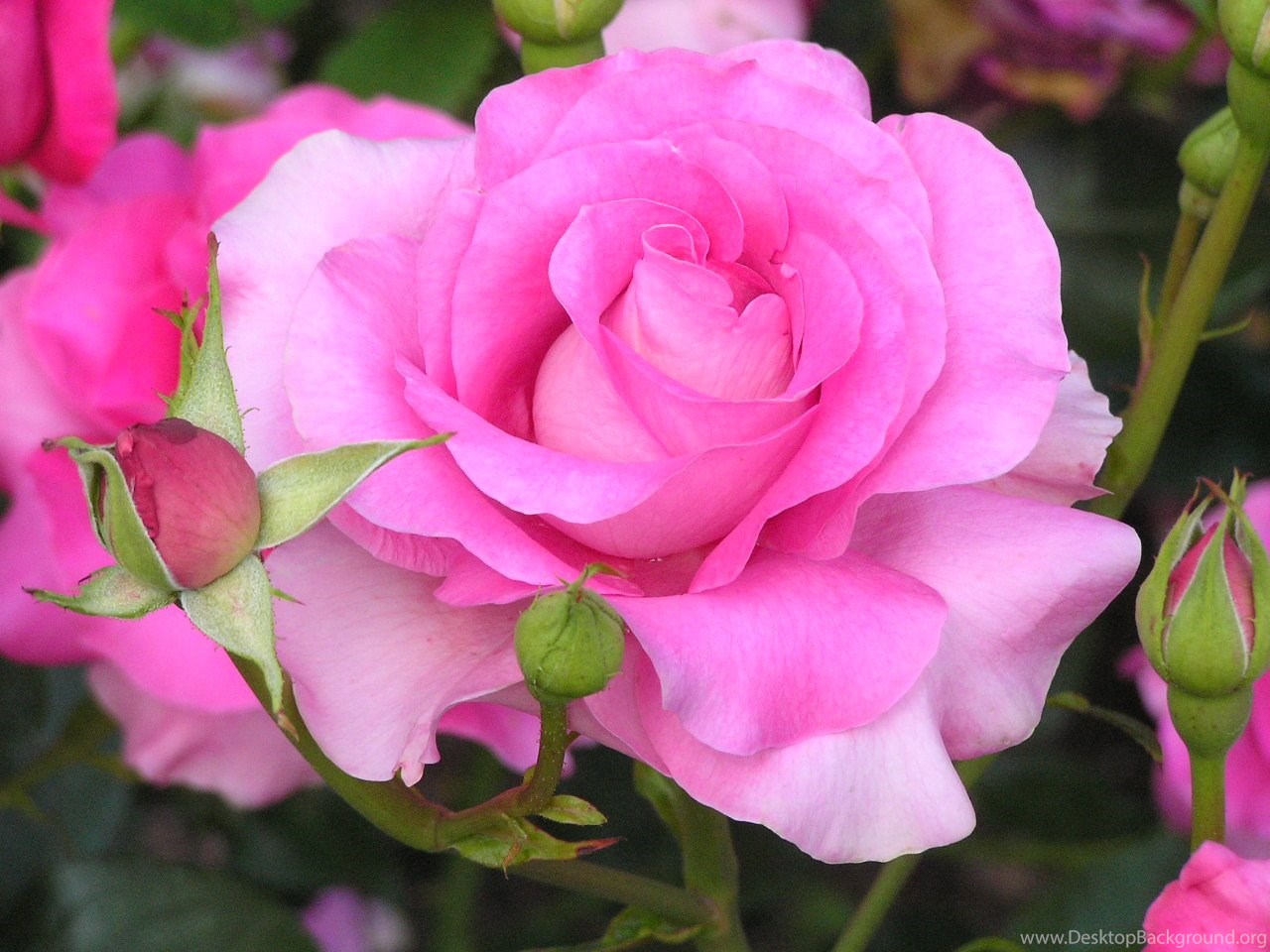 Detail Rose Flower Images Free Download Nomer 54