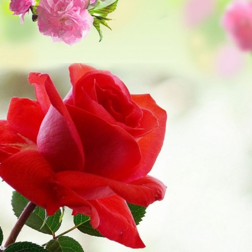 Detail Rose Flower Images Free Download Hd Nomer 13