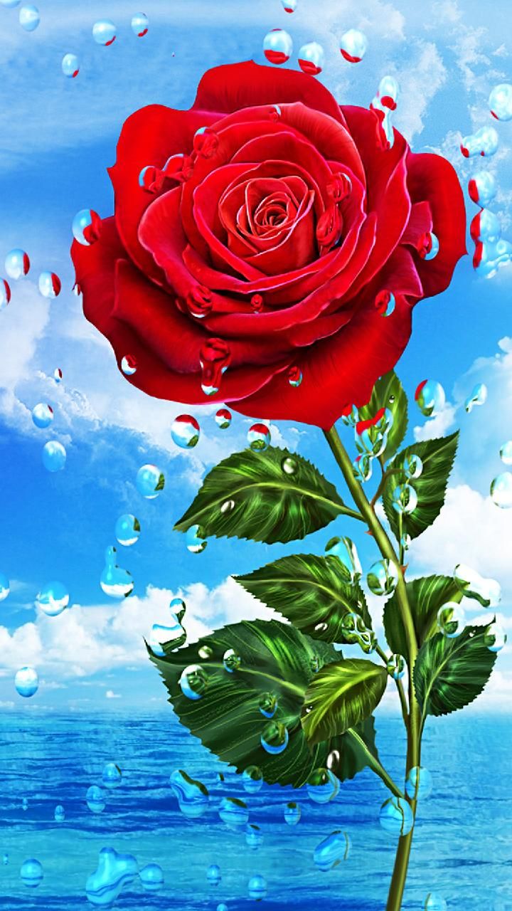 Detail Rose Flower Images Free Download Hd Nomer 24