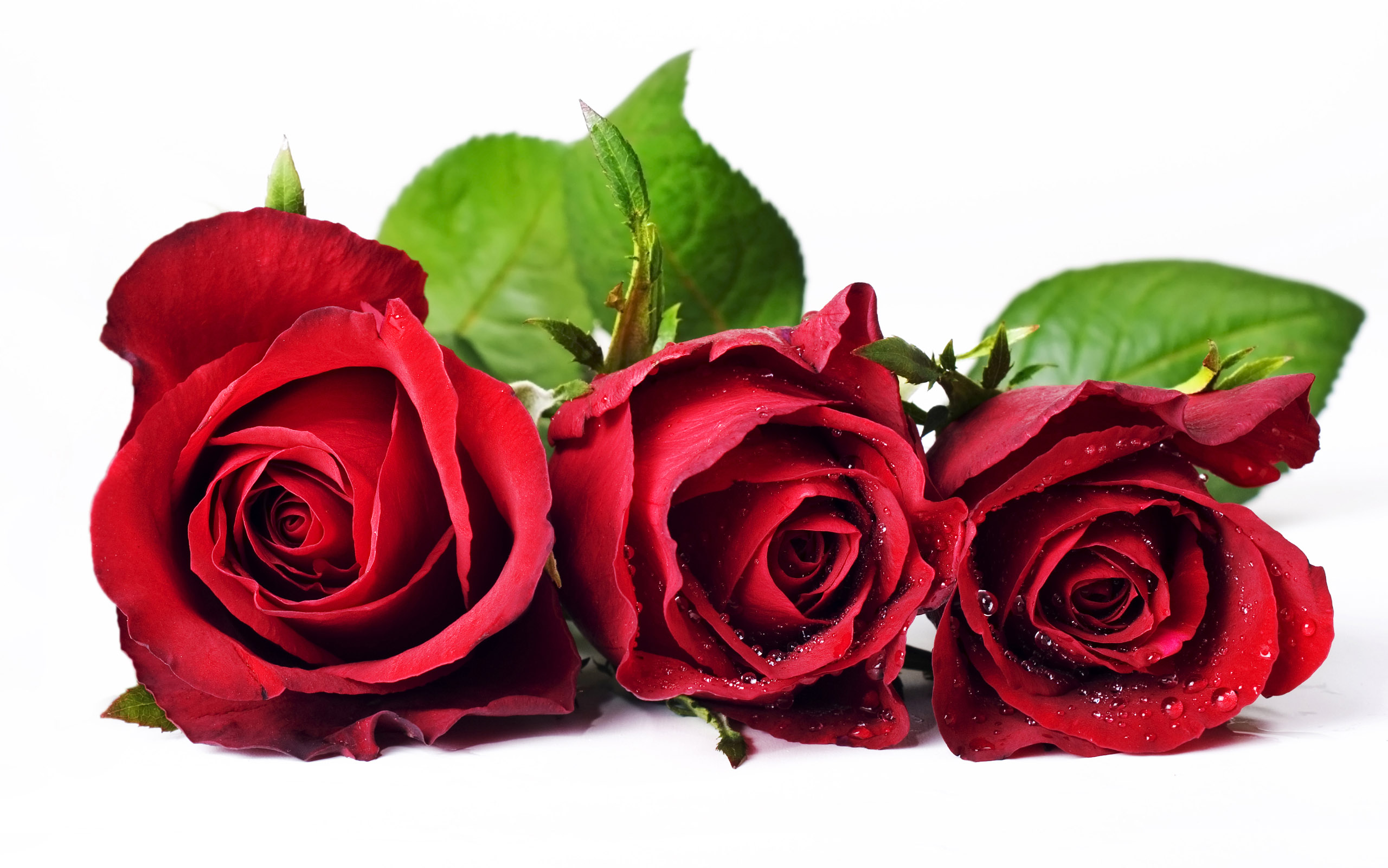 Detail Rose Flower Images Free Download Hd Nomer 47