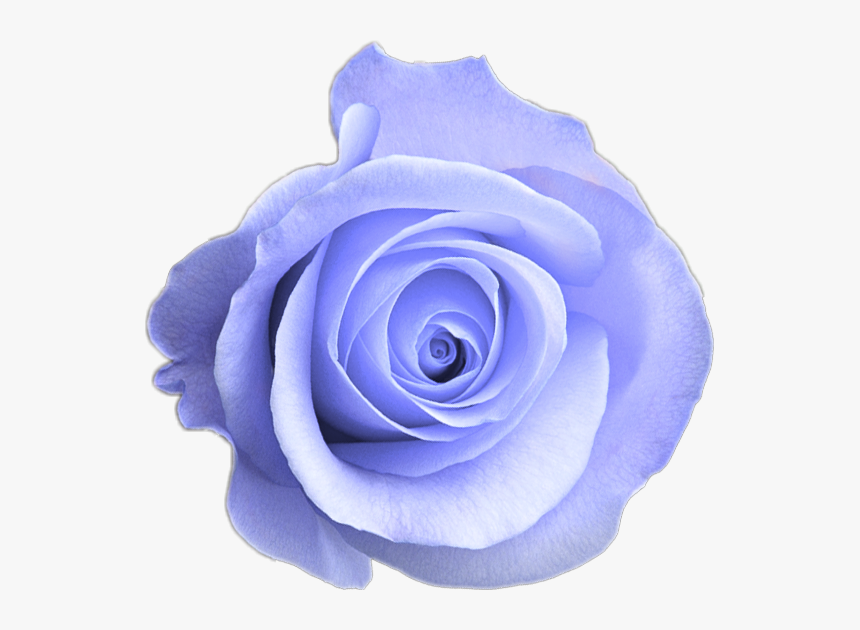 Detail Rose Flower Images Free Download Hd Nomer 50