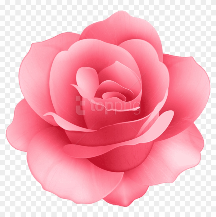 Detail Rose Flower Images Free Download Hd Nomer 53