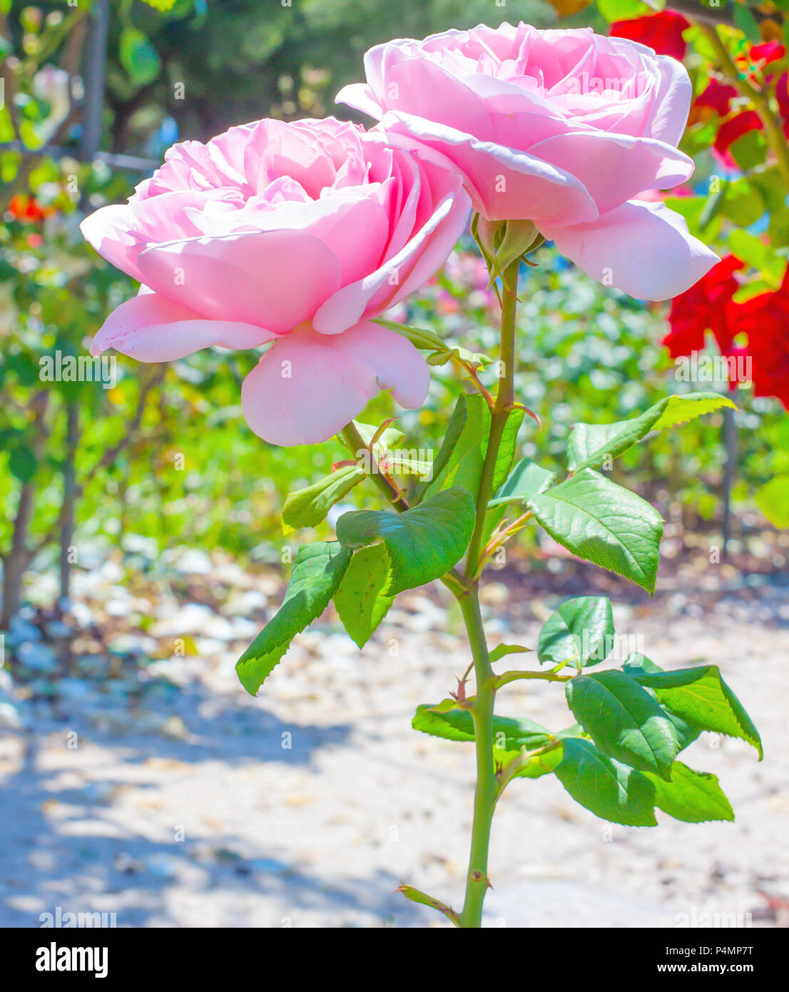 Detail Rose Flower Images Gallery Nomer 9