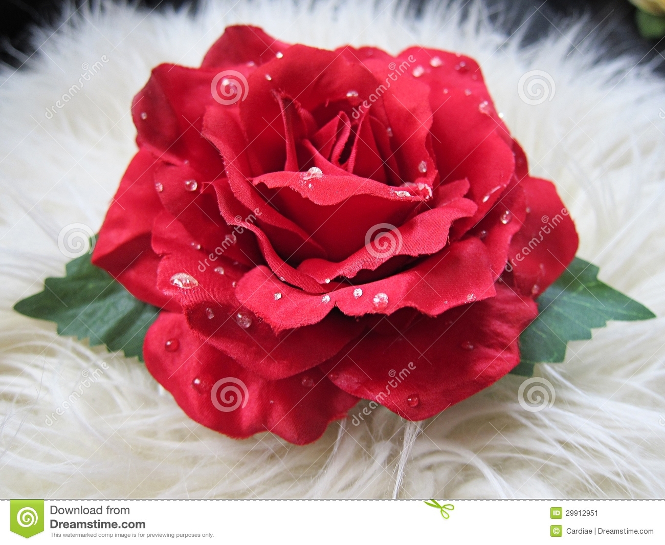 Detail Rose Flower Images Gallery Nomer 21