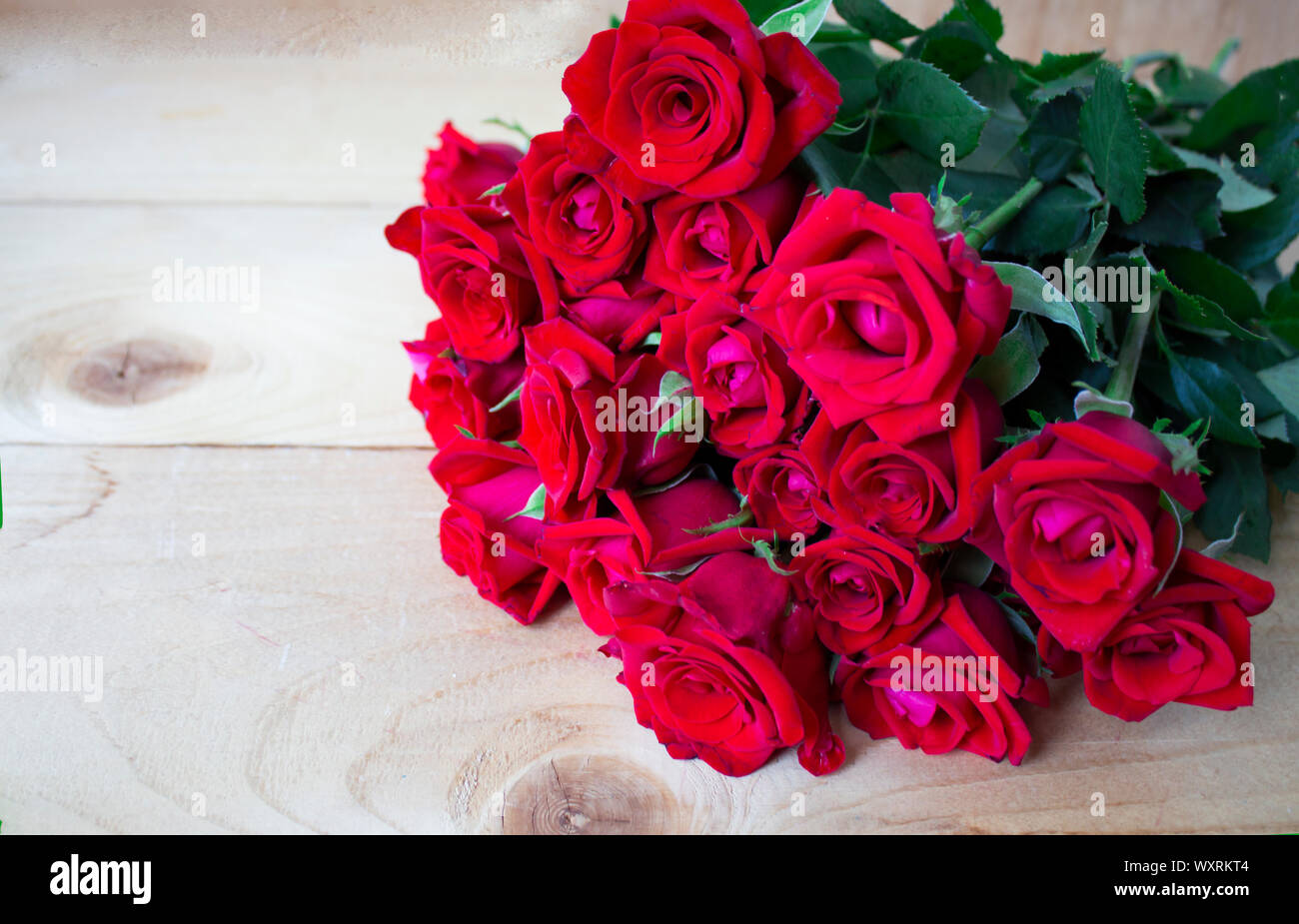 Detail Rose Flower Images Gallery Nomer 34